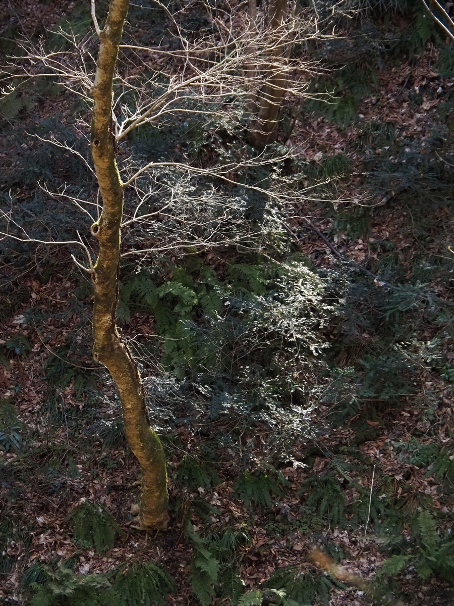 f:id:pft78526:20200315131412j:plain