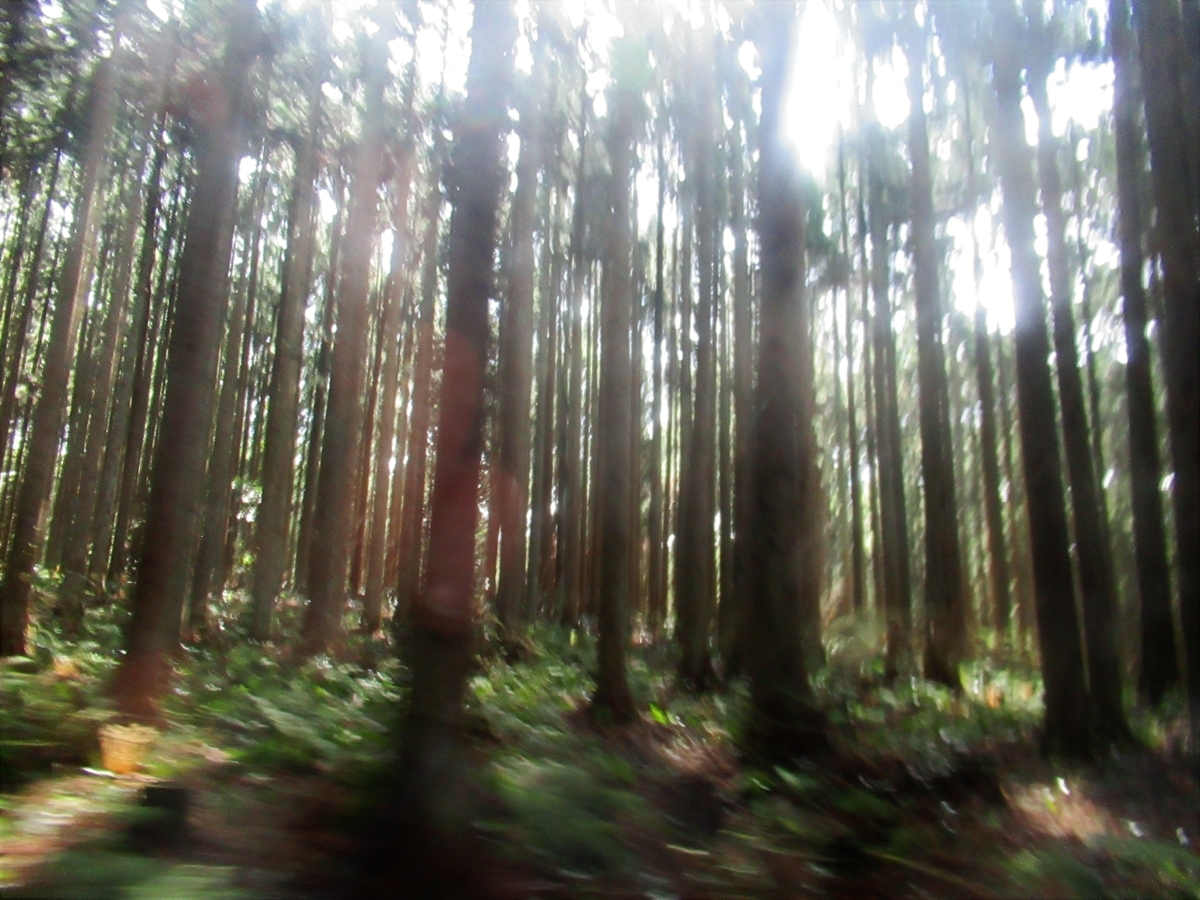 f:id:pft78526:20200405142510j:plain