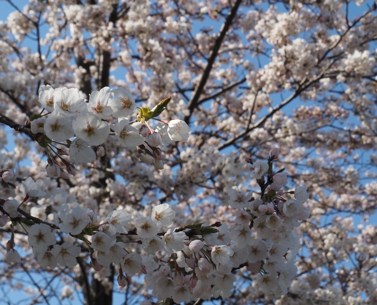 f:id:pft78526:20200413093643j:plain