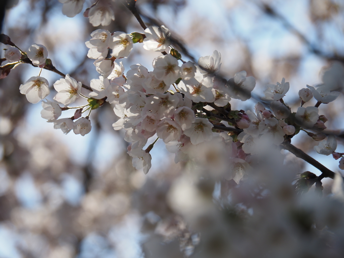 f:id:pft78526:20200413094018j:plain