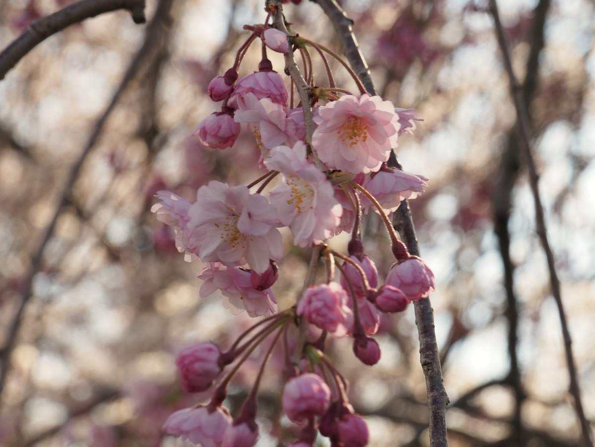 f:id:pft78526:20200413094125j:plain