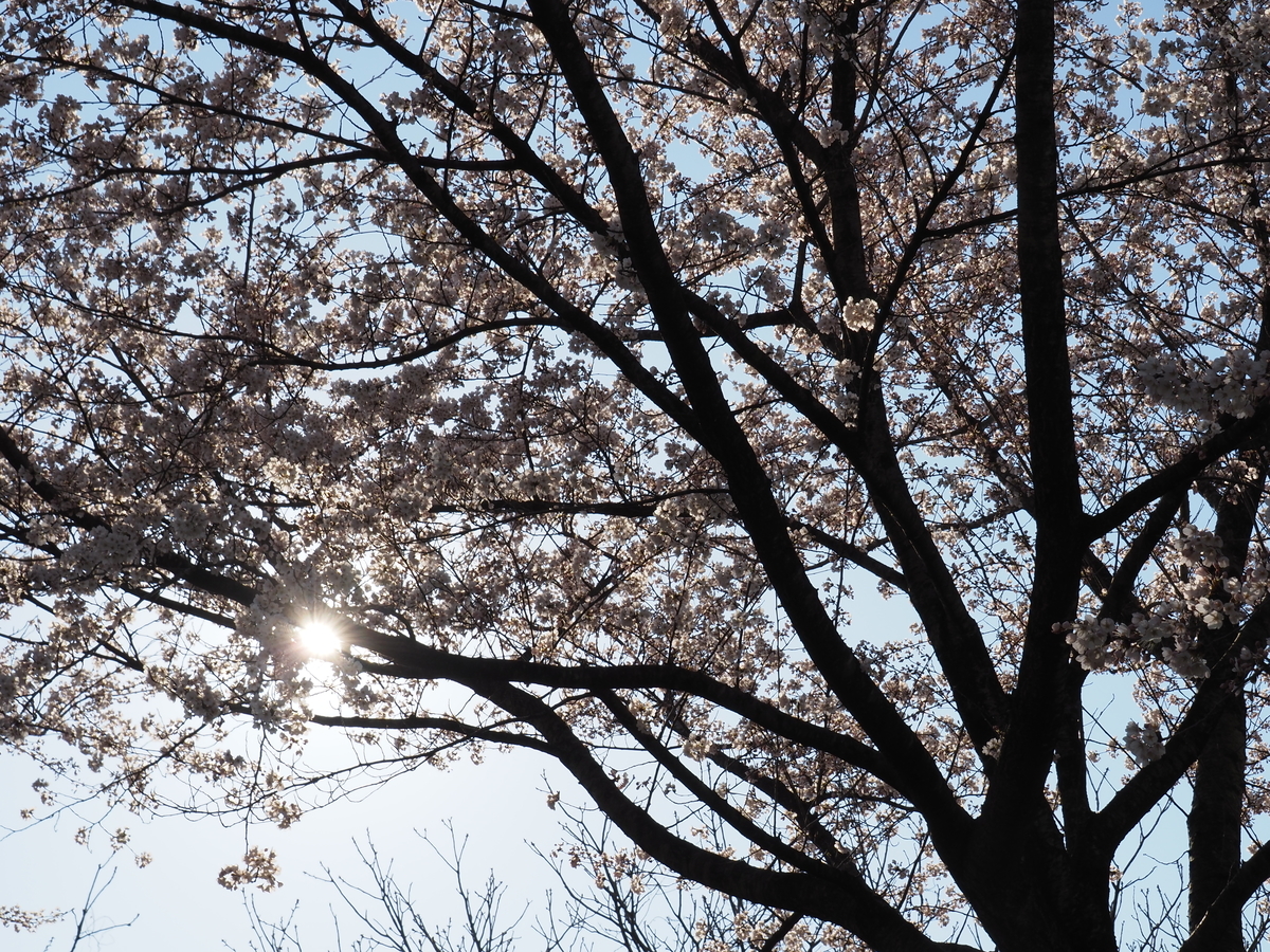 f:id:pft78526:20200413101353j:plain