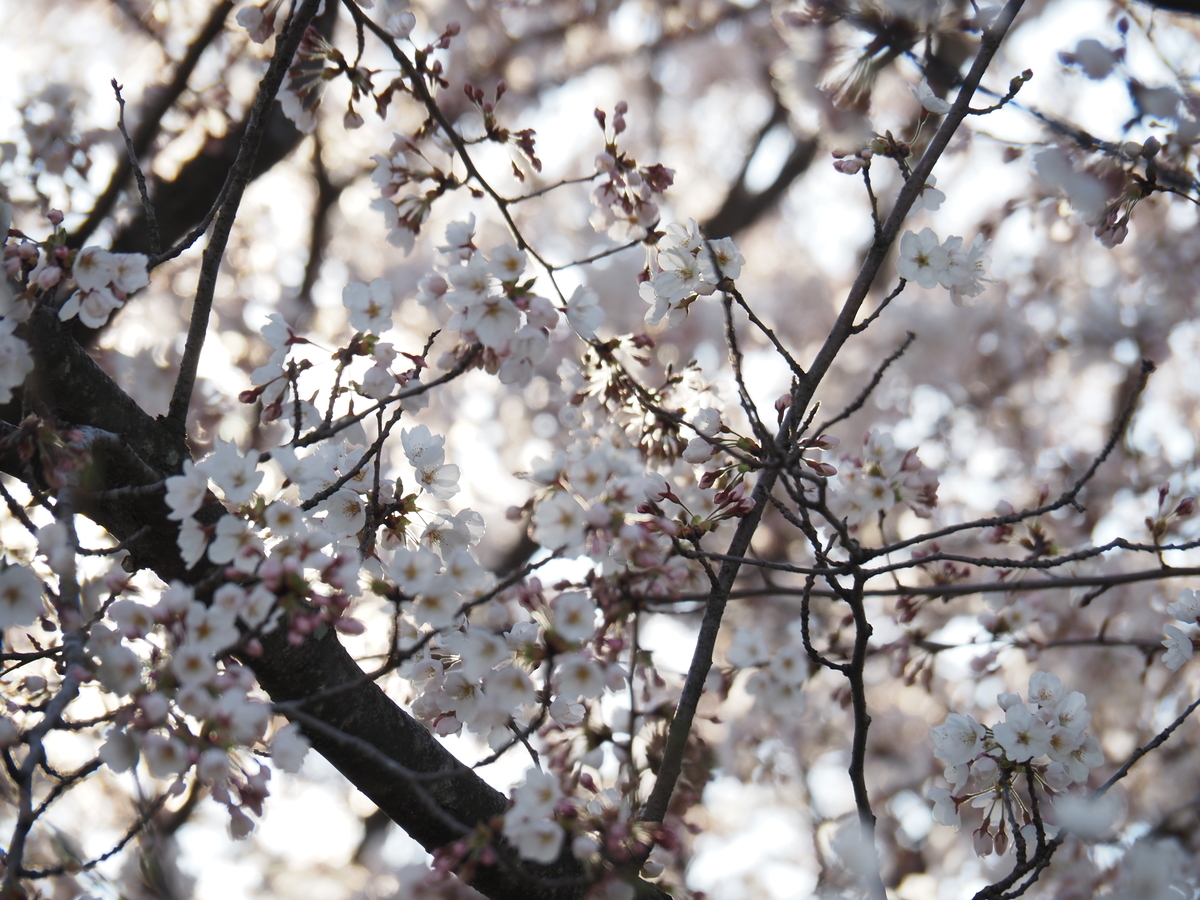 f:id:pft78526:20200413101631j:plain