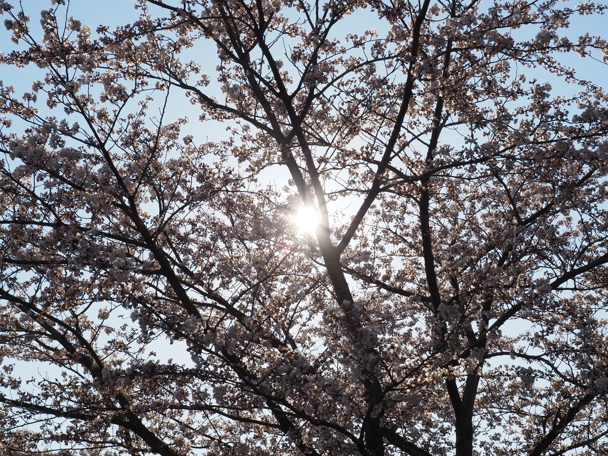 f:id:pft78526:20200413102038j:plain