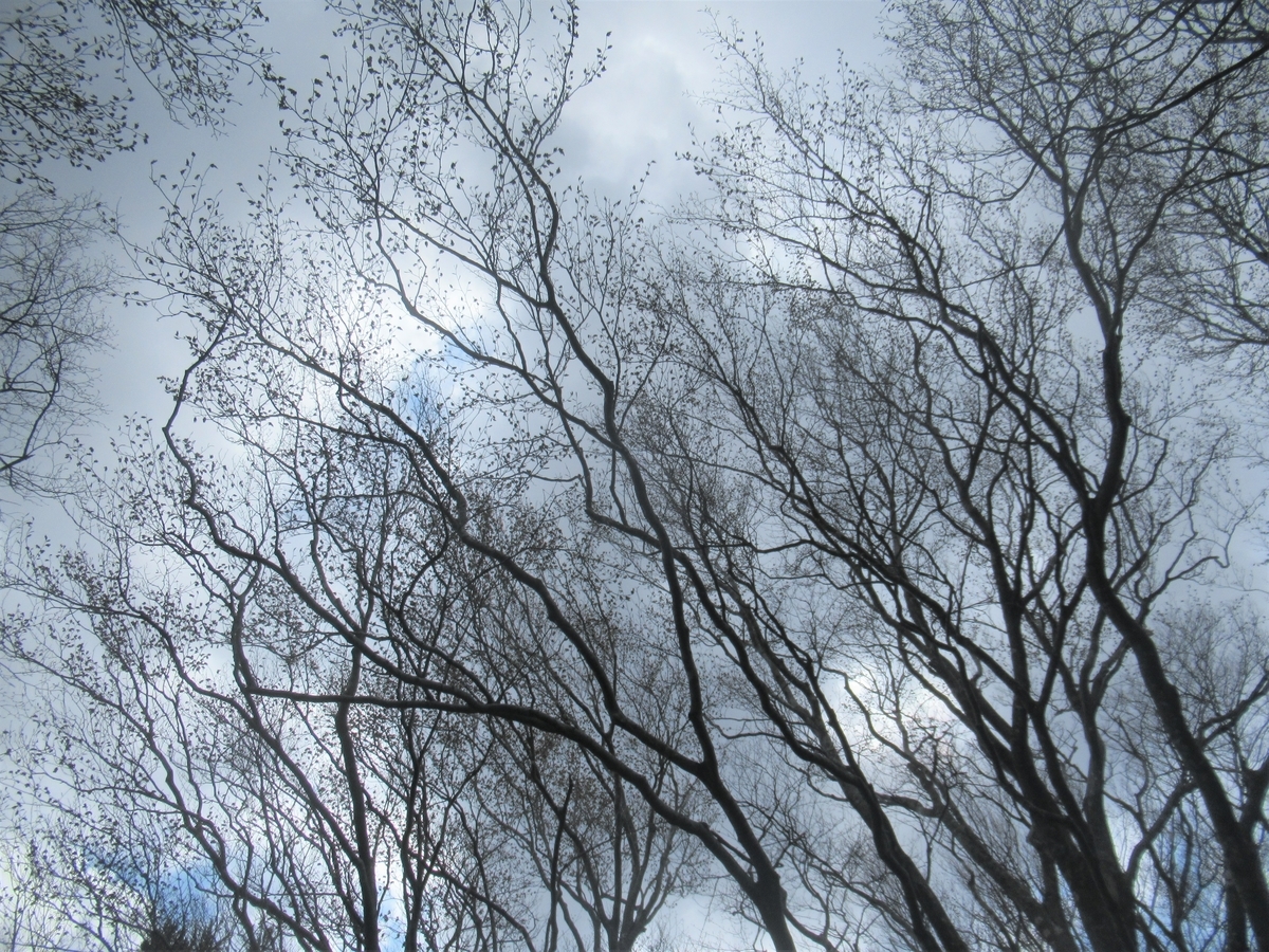 f:id:pft78526:20200413174021j:plain