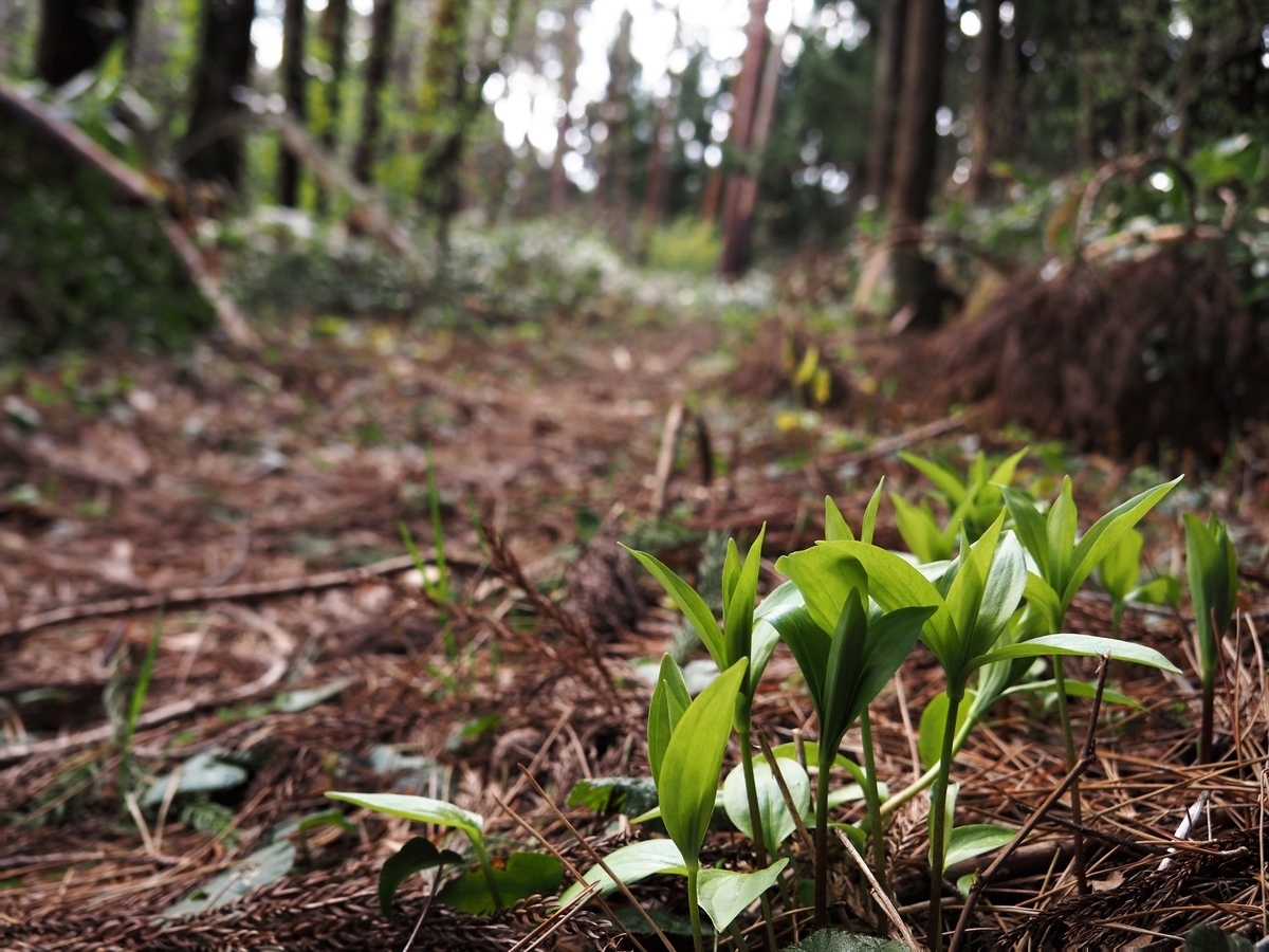 f:id:pft78526:20200416195704j:plain