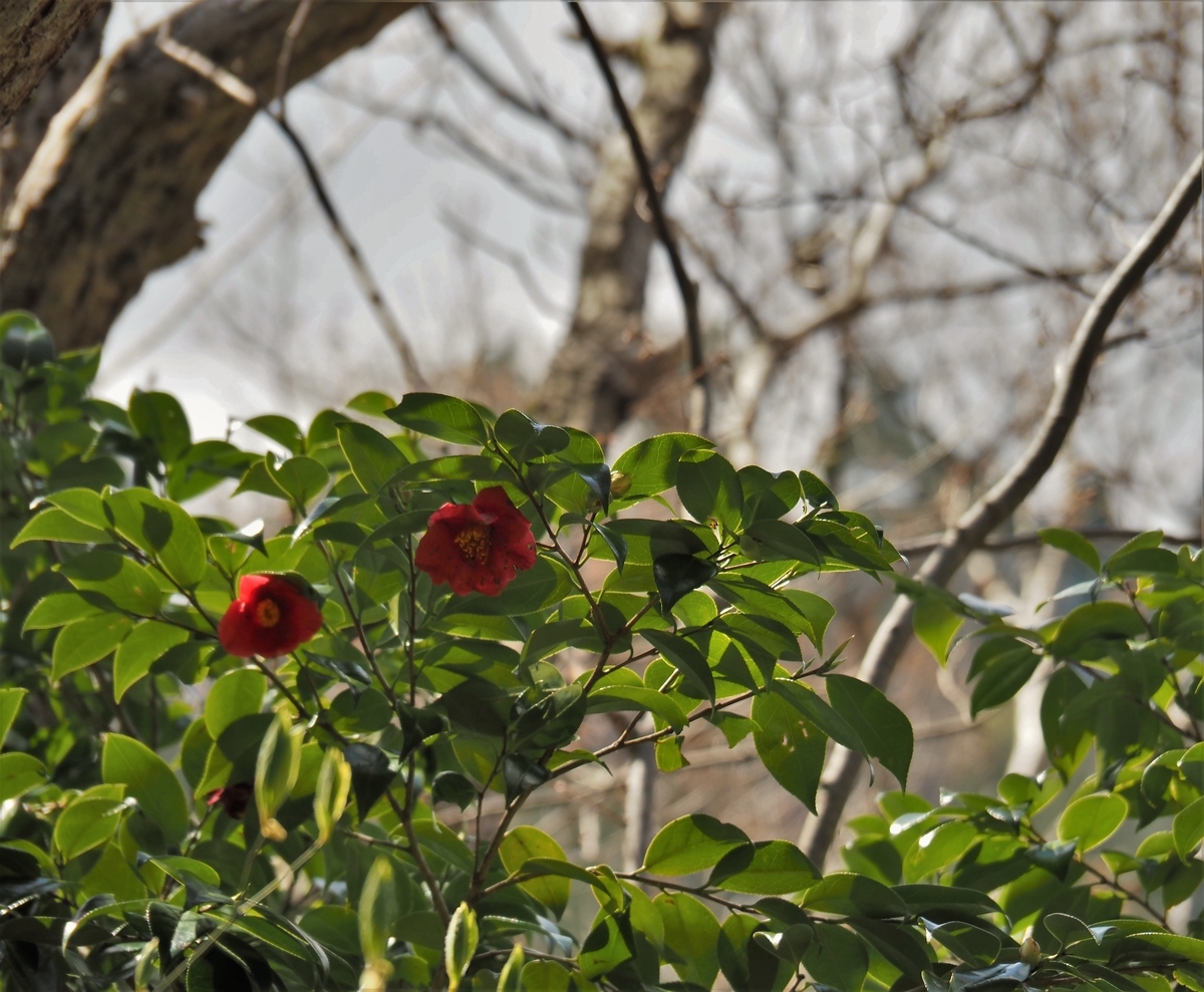 f:id:pft78526:20200416205848j:plain