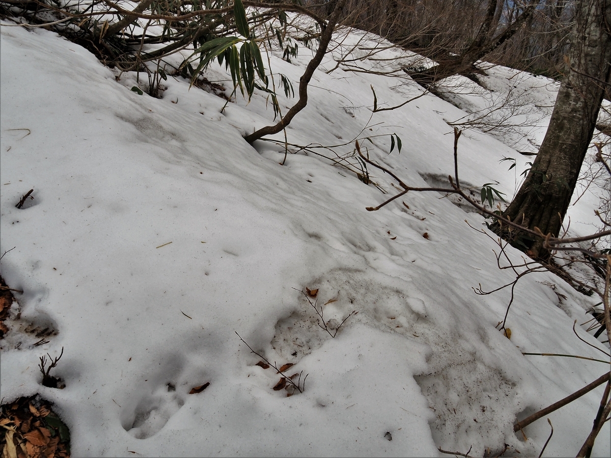 f:id:pft78526:20200417205236j:plain f:id:pft78526:20200417205236j:plain