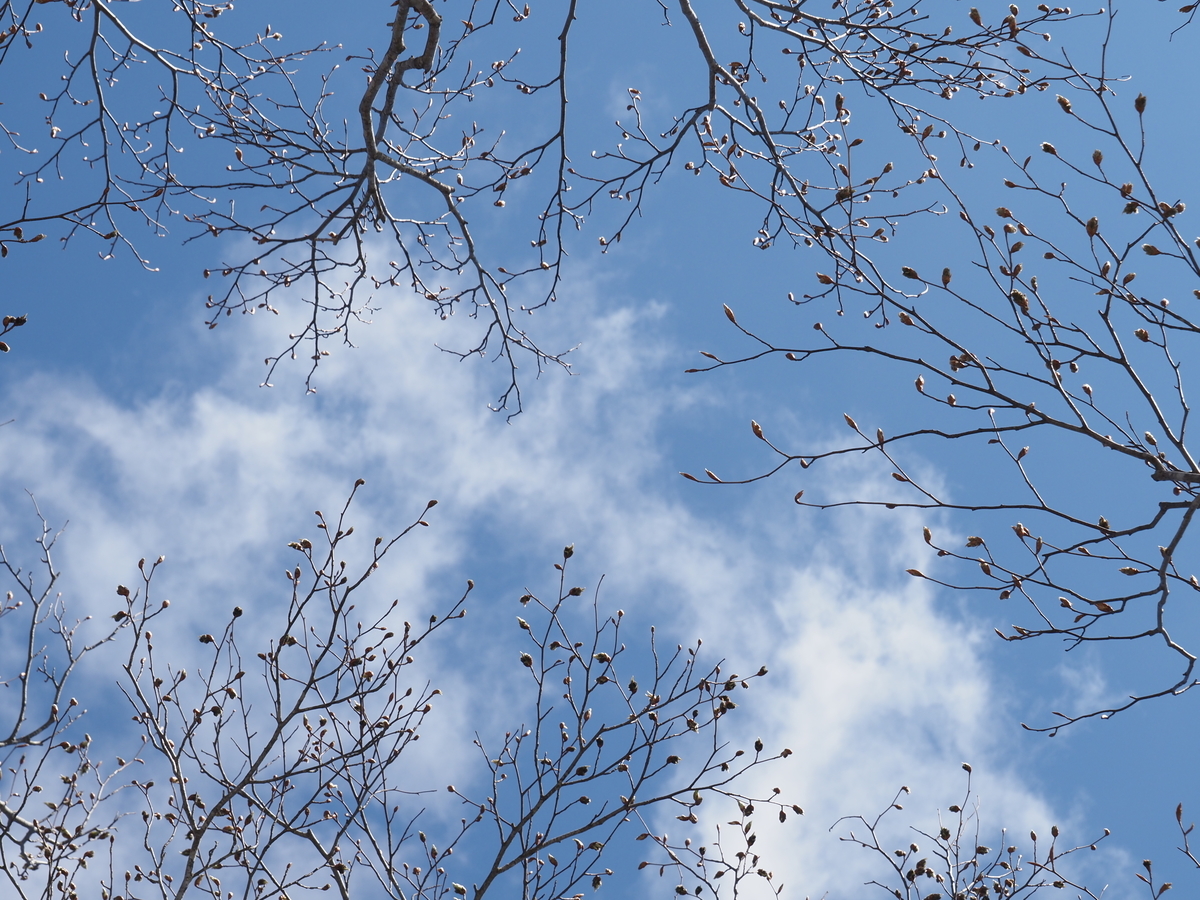 f:id:pft78526:20200417222650j:plain f:id:pft78526:20200417222650j:plain