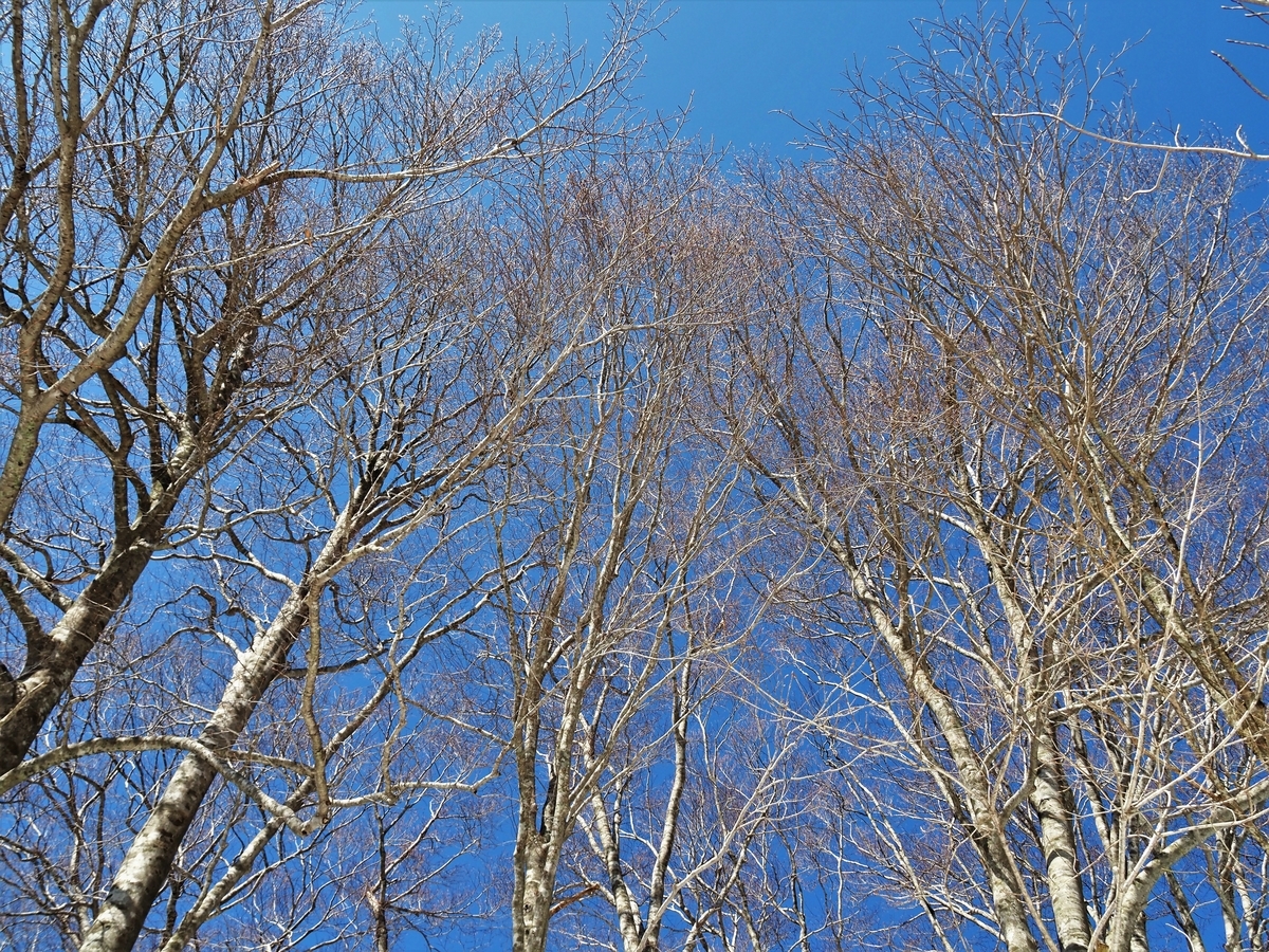 f:id:pft78526:20200418081746j:plain f:id:pft78526:20200418081746j:plain