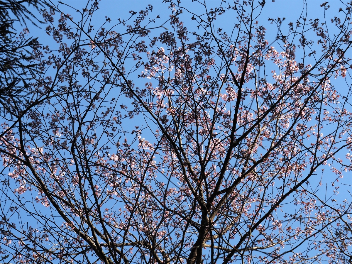 f:id:pft78526:20200418101602j:plain f:id:pft78526:20200418101602j:plain