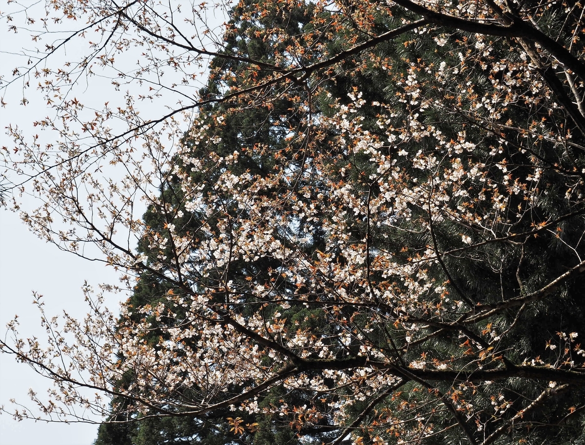 f:id:pft78526:20200418131835j:plain