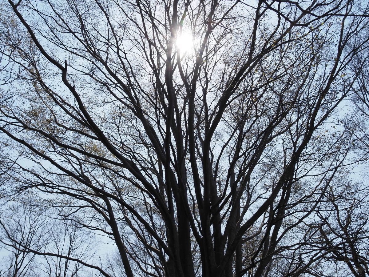 f:id:pft78526:20200418145634j:plain f:id:pft78526:20200418145634j:plain