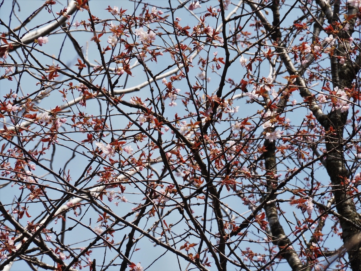 f:id:pft78526:20200418170526j:plain f:id:pft78526:20200418170526j:plain
