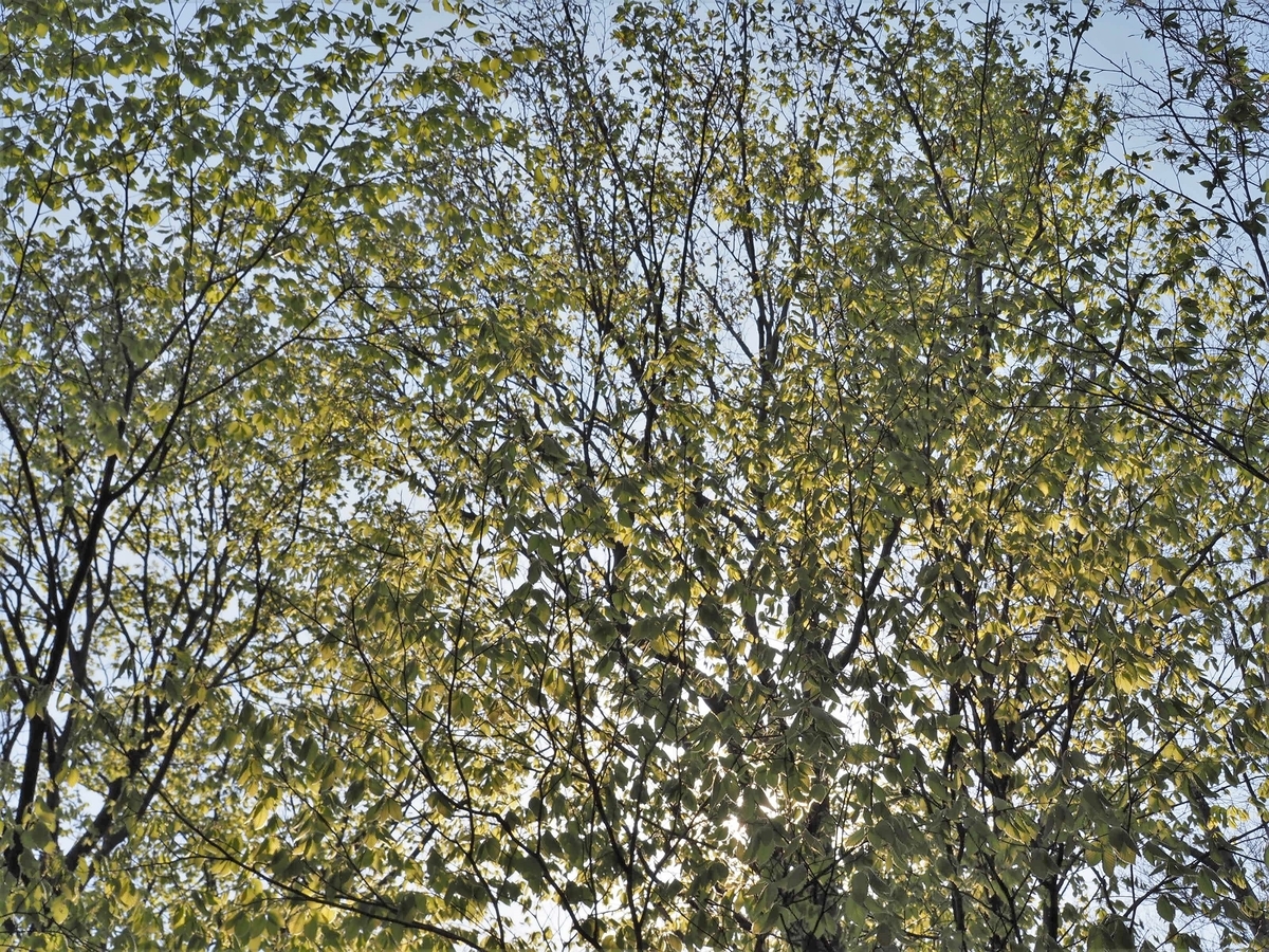 f:id:pft78526:20200418171606j:plain f:id:pft78526:20200418171606j:plain