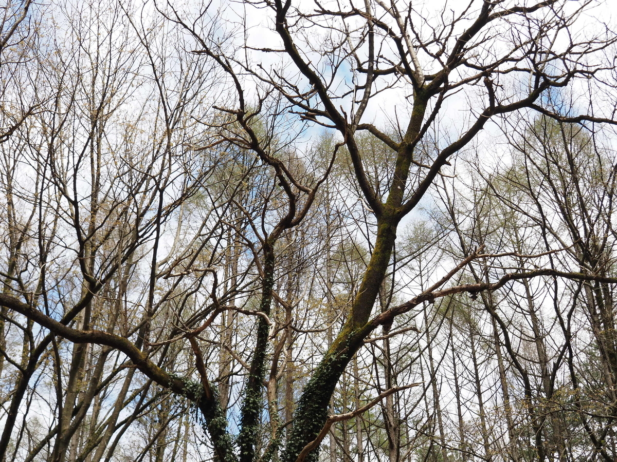 f:id:pft78526:20200420090938j:plain f:id:pft78526:20200420090938j:plain