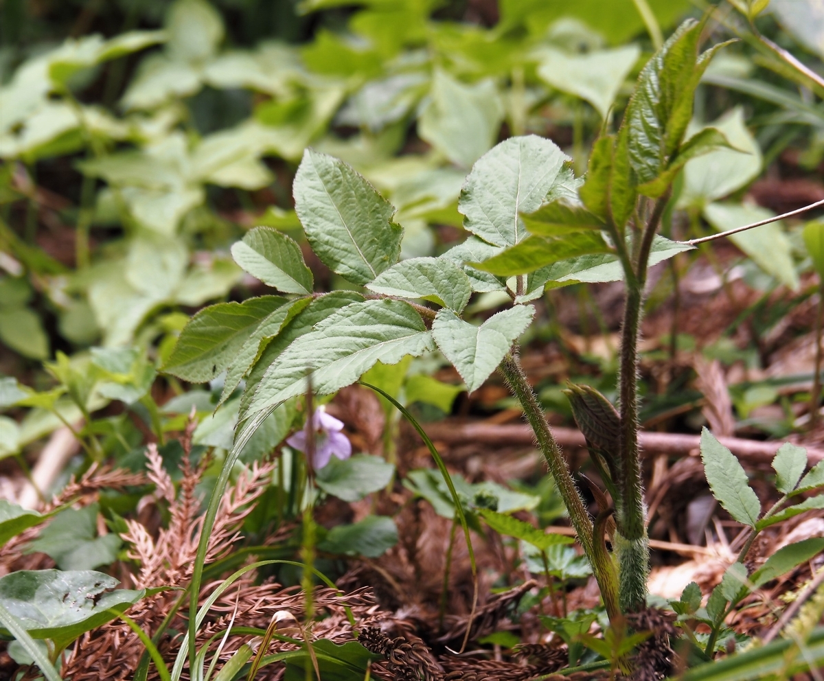 f:id:pft78526:20200420091306j:plain f:id:pft78526:20200420091306j:plain