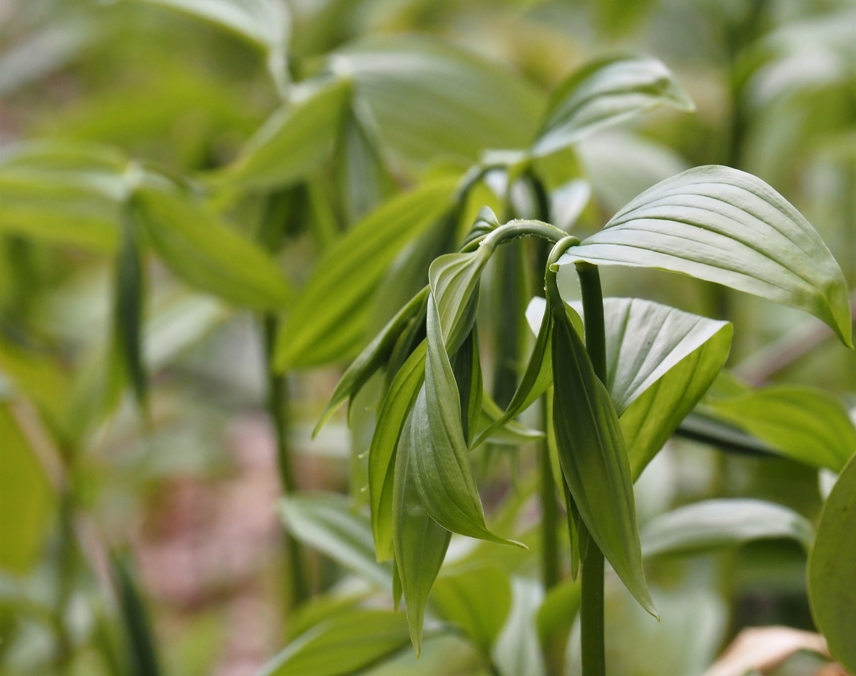 f:id:pft78526:20200420095540j:plain