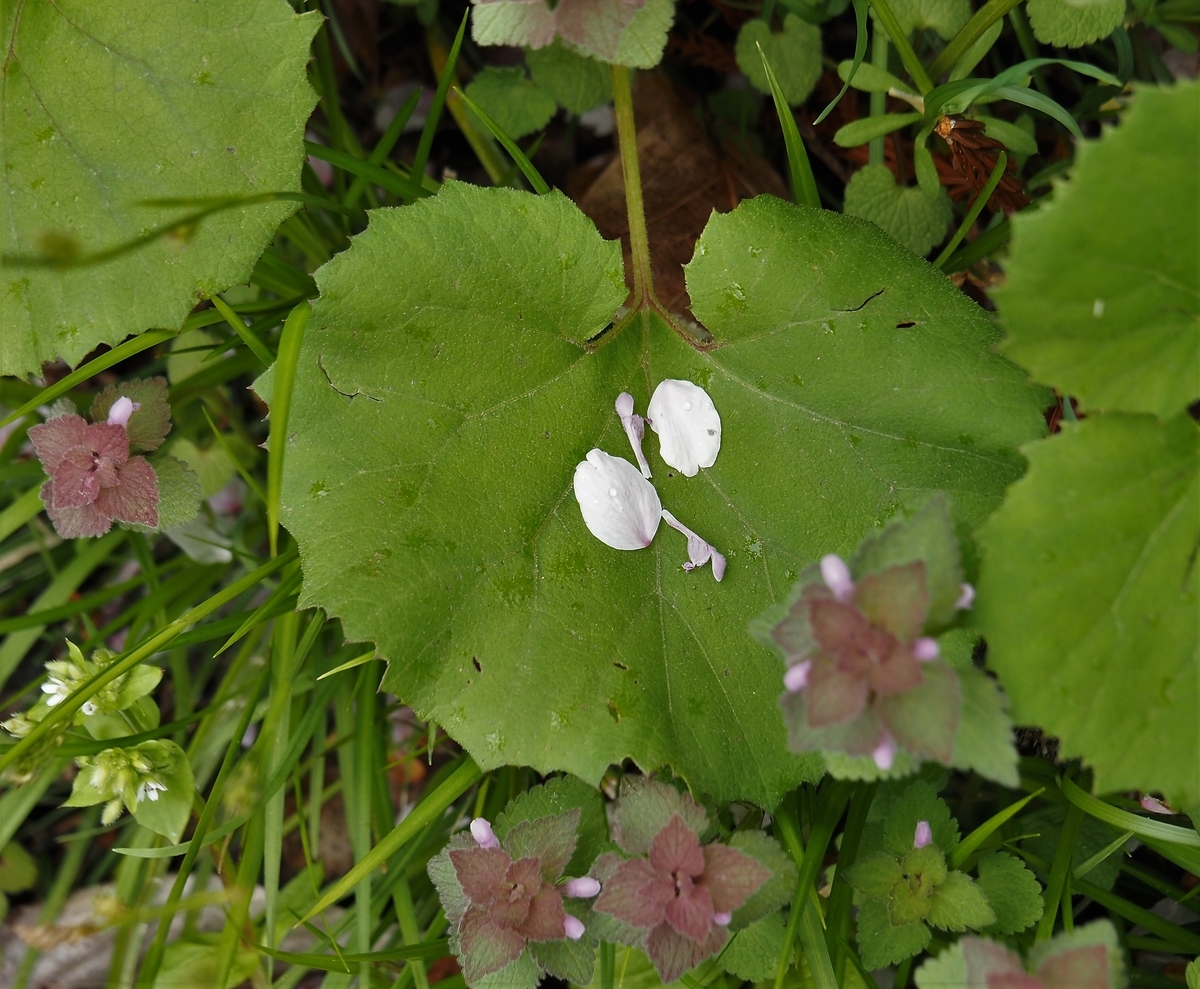 f:id:pft78526:20200424203022j:plain f:id:pft78526:20200424203022j:plain