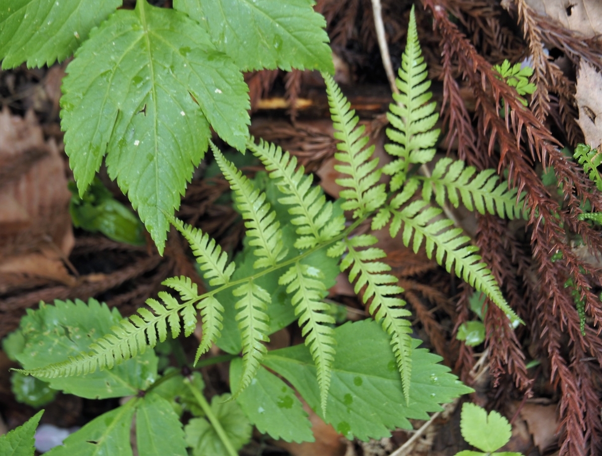 f:id:pft78526:20200424203435j:plain f:id:pft78526:20200424203435j:plain