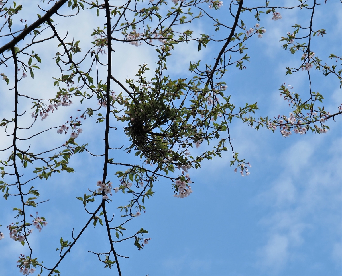 f:id:pft78526:20200424204458j:plain f:id:pft78526:20200424204458j:plain