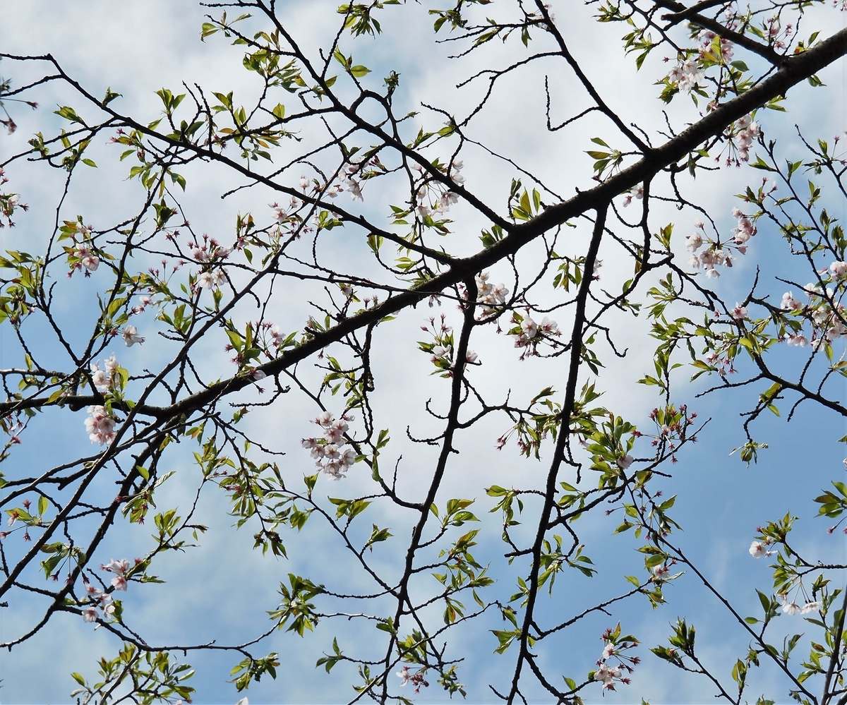f:id:pft78526:20200424204711j:plain f:id:pft78526:20200424204711j:plain