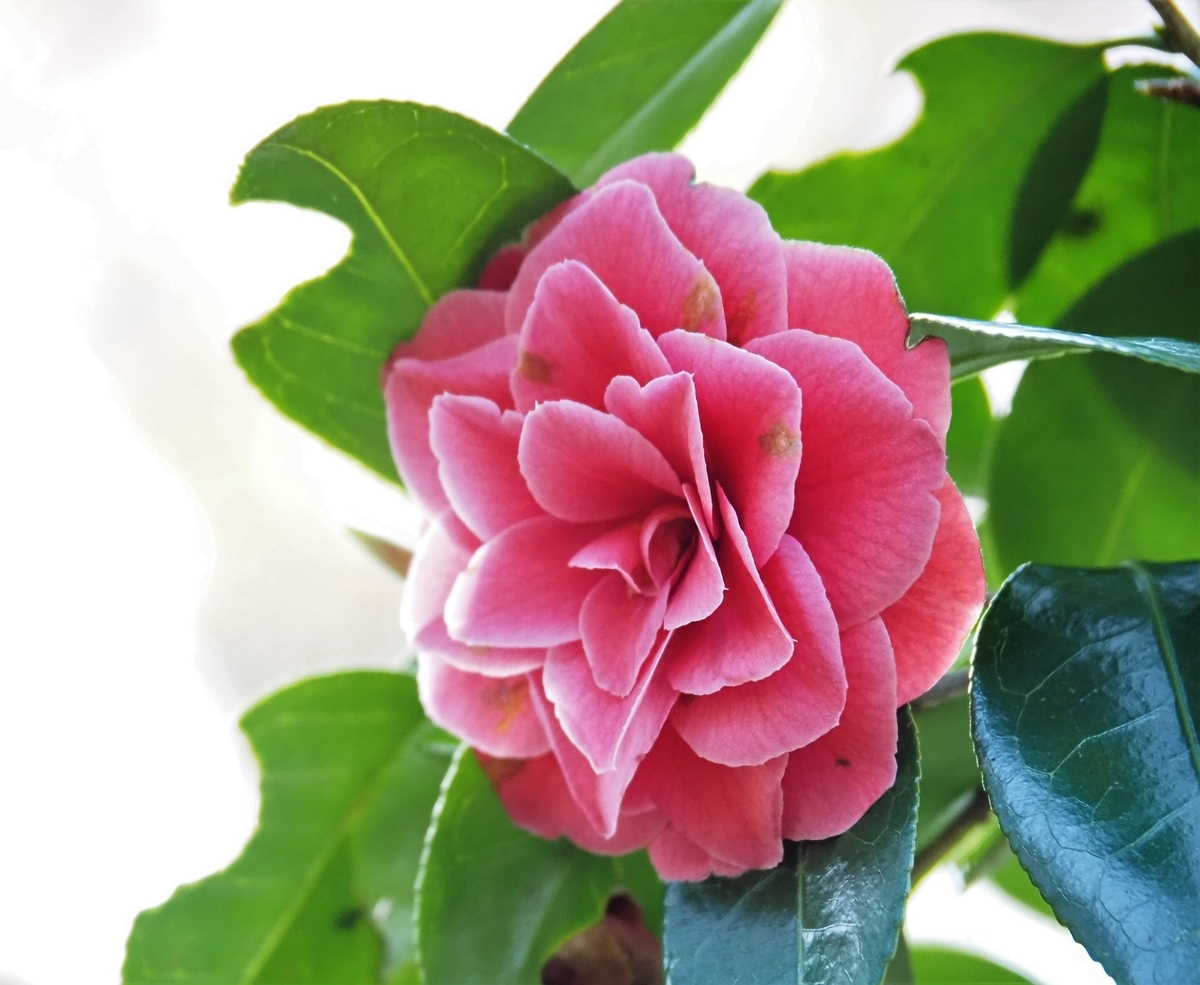 f:id:pft78526:20200429073734j:plain
