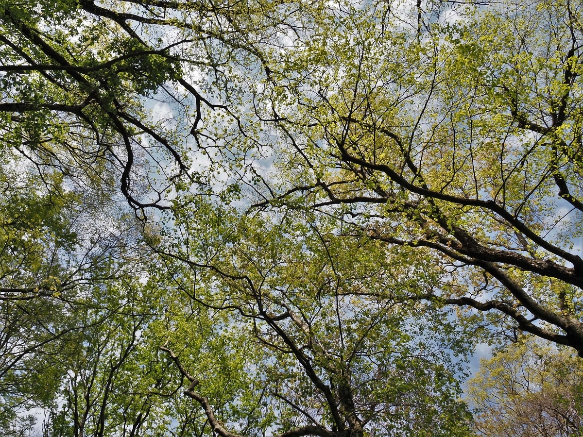 f:id:pft78526:20200429095253j:plain