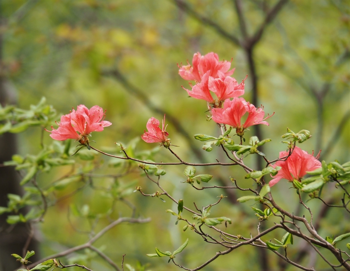 f:id:pft78526:20200501221311j:plain