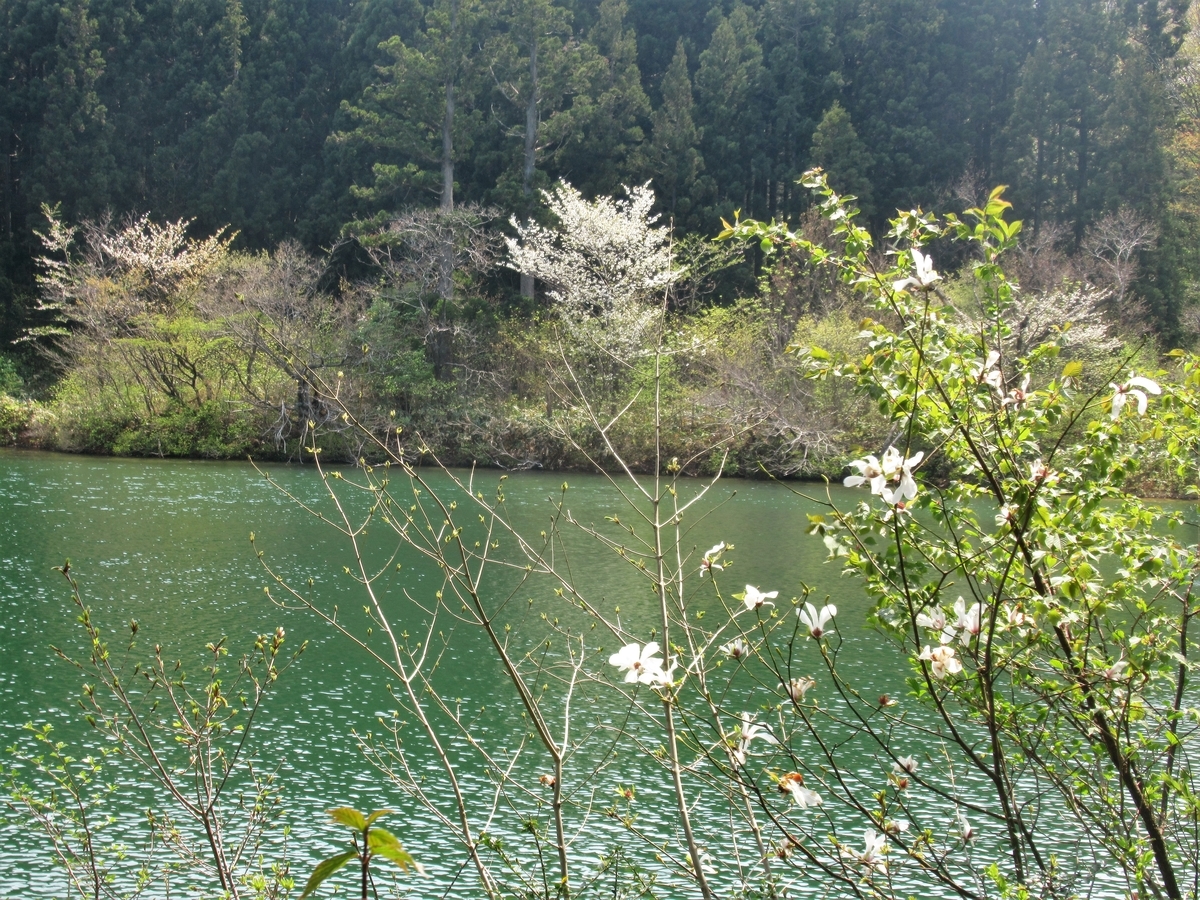 f:id:pft78526:20200502194707j:plain
