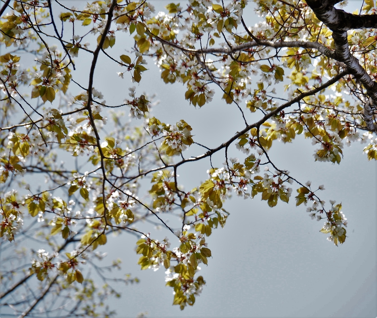 f:id:pft78526:20200503195434j:plain