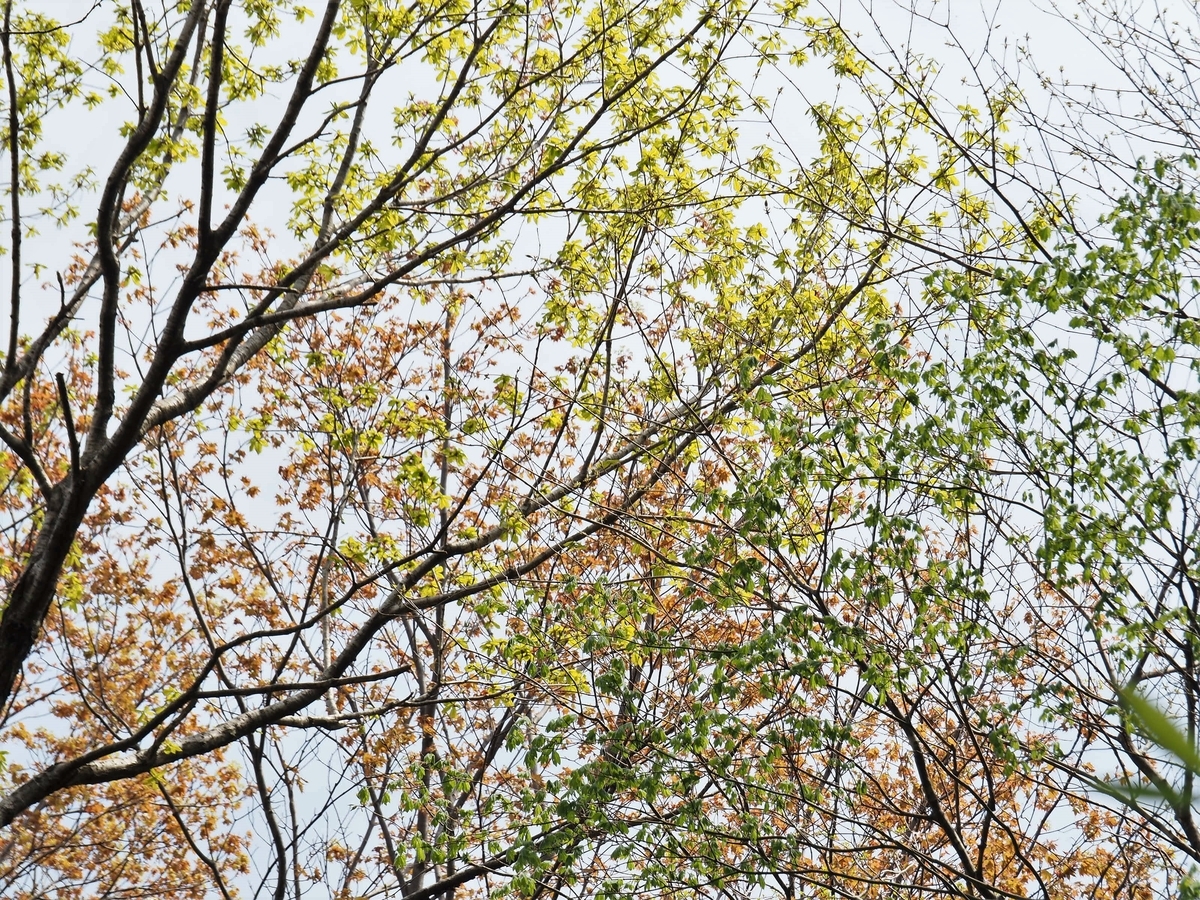 f:id:pft78526:20200503220235j:plain