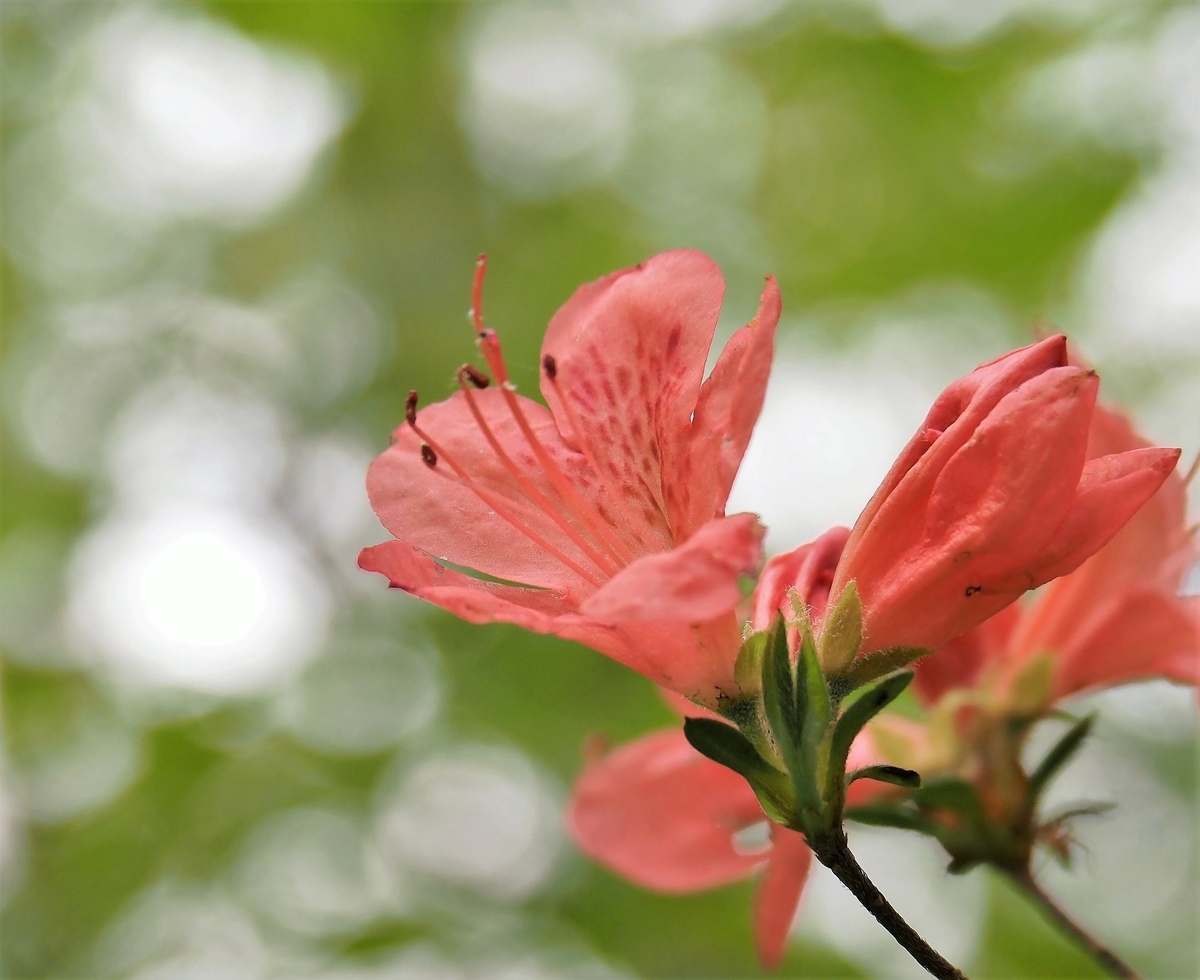 f:id:pft78526:20200505140345j:plain