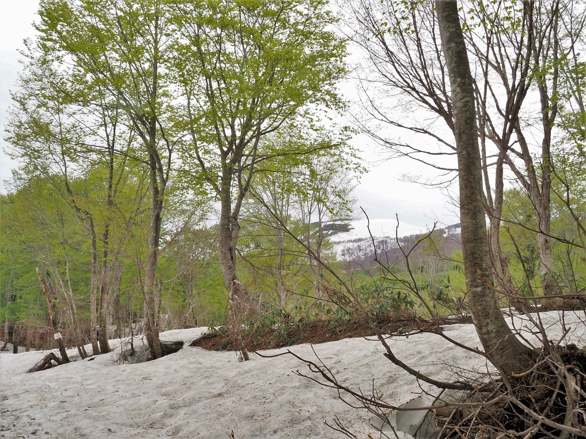 f:id:pft78526:20200516181208j:plain