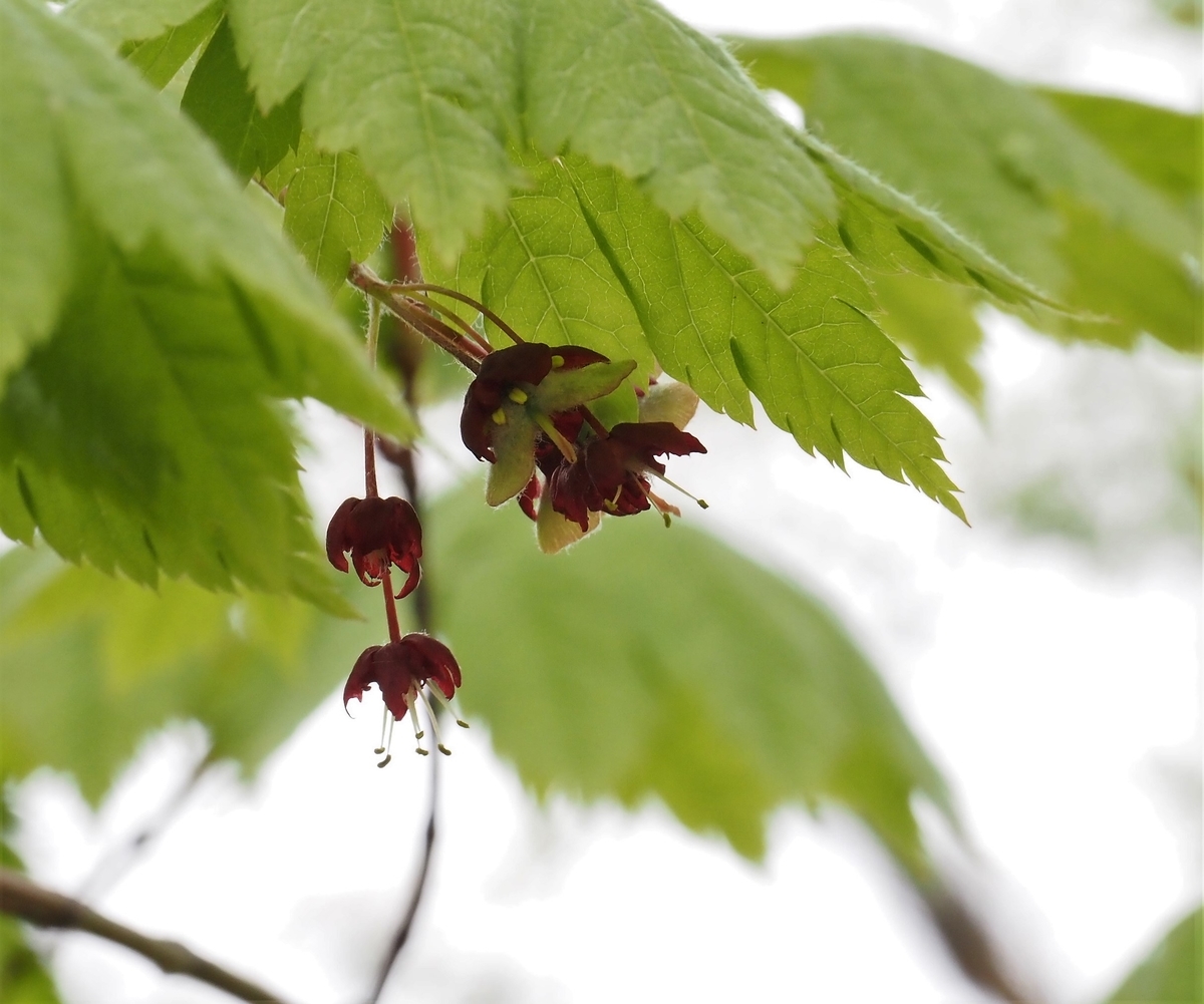 f:id:pft78526:20200516182114j:plain