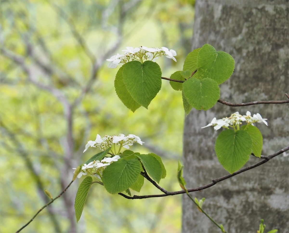 f:id:pft78526:20200516182446j:plain