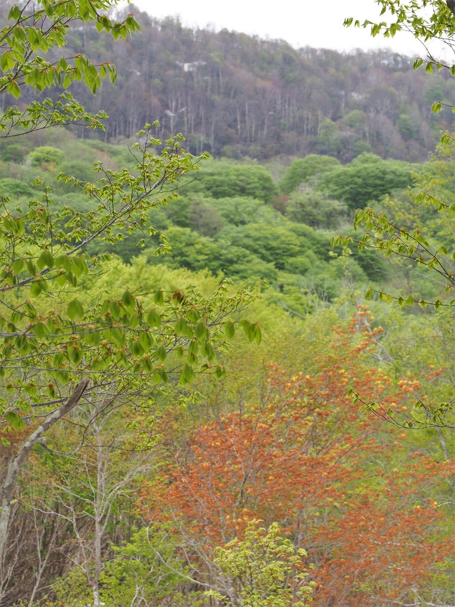 f:id:pft78526:20200516190246j:plain