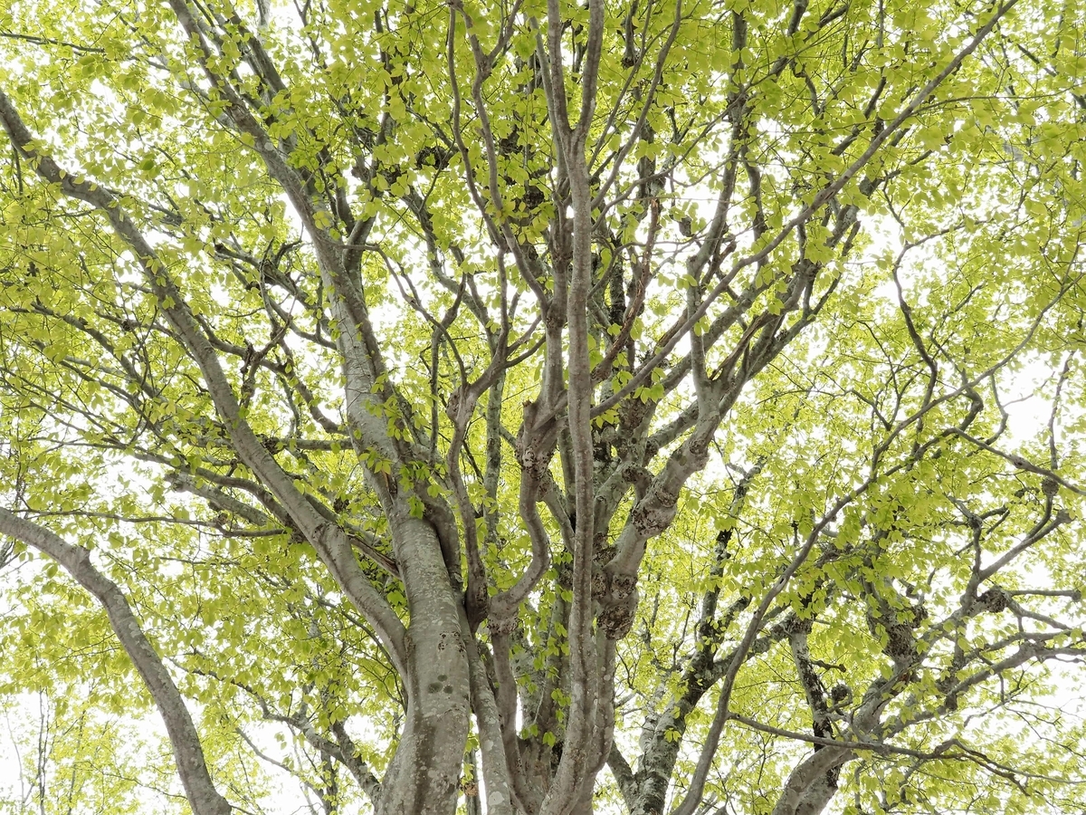 f:id:pft78526:20200516190914j:plain