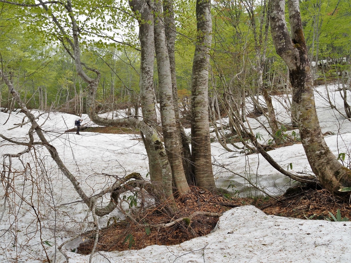 f:id:pft78526:20200516191509j:plain