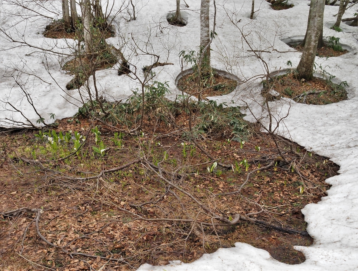 f:id:pft78526:20200516192114j:plain