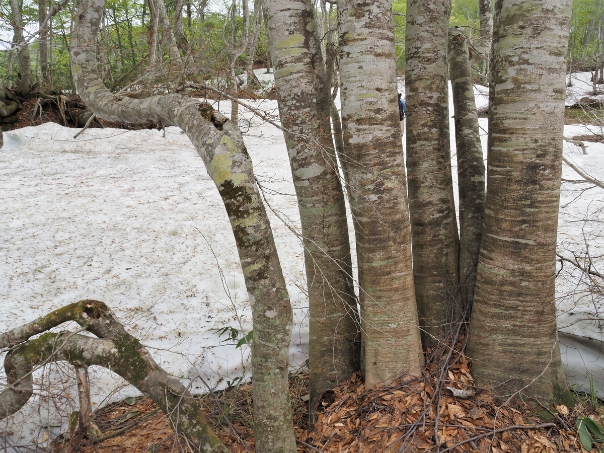 f:id:pft78526:20200516192318j:plain