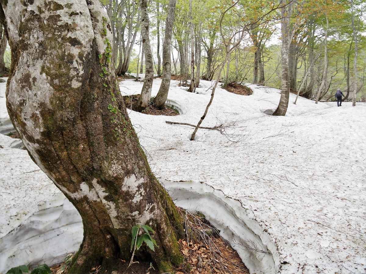 f:id:pft78526:20200516194954j:plain