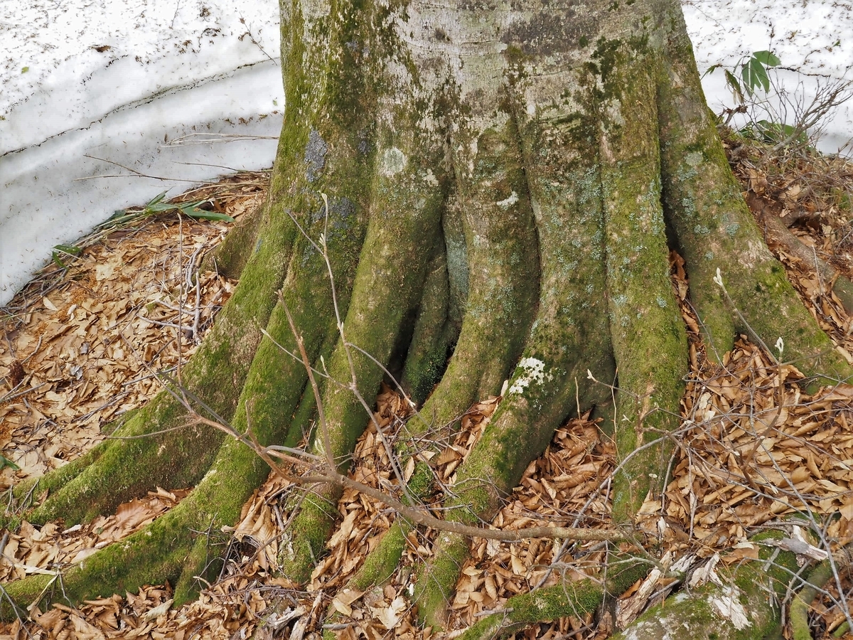 f:id:pft78526:20200516195612j:plain