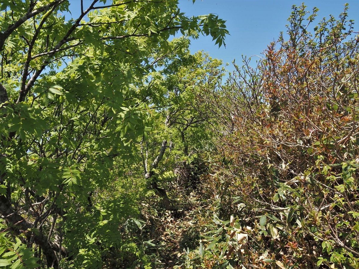 f:id:pft78526:20200531192637j:plain