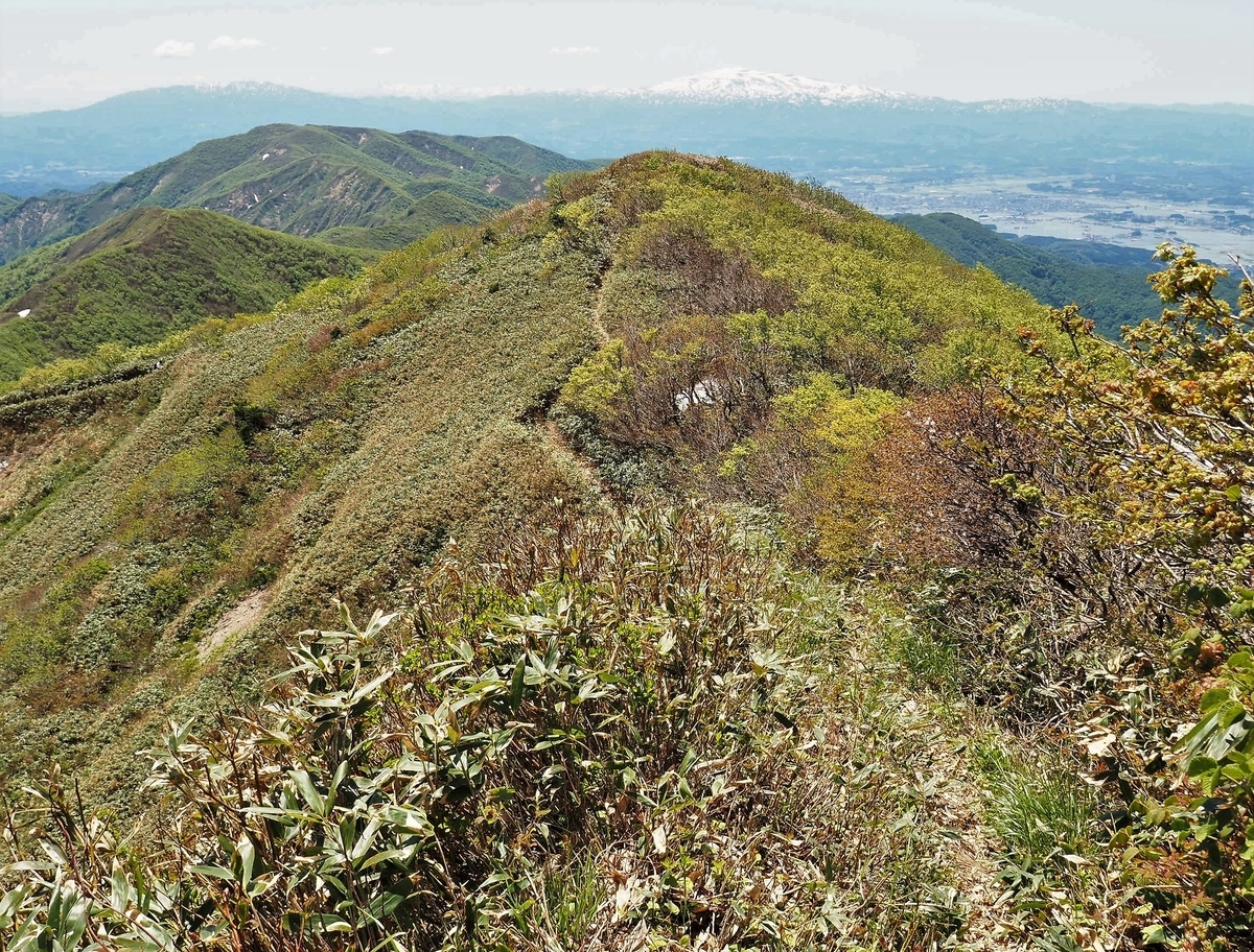 f:id:pft78526:20200531194918j:plain