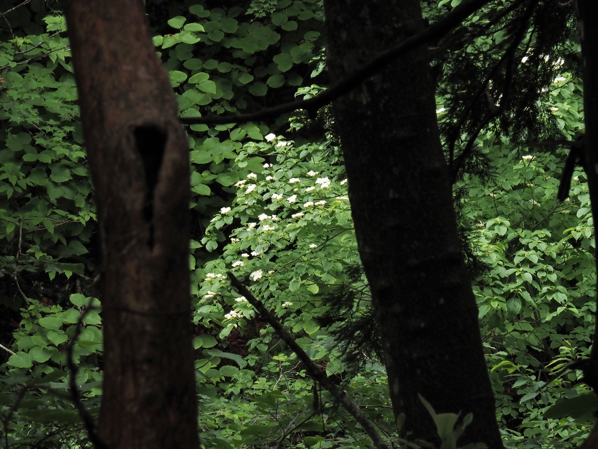 f:id:pft78526:20200707201307j:plain