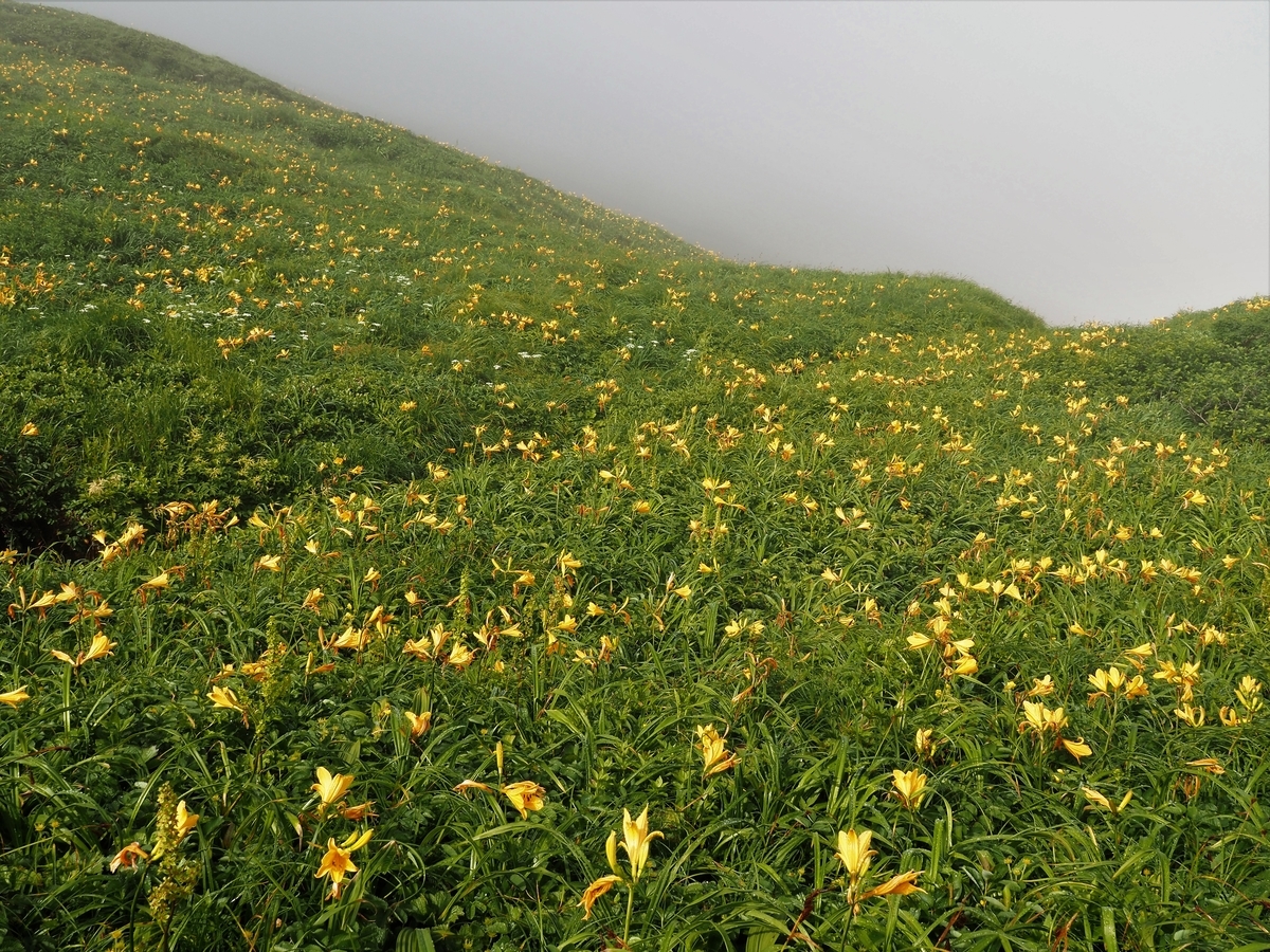 f:id:pft78526:20200726074542j:plain