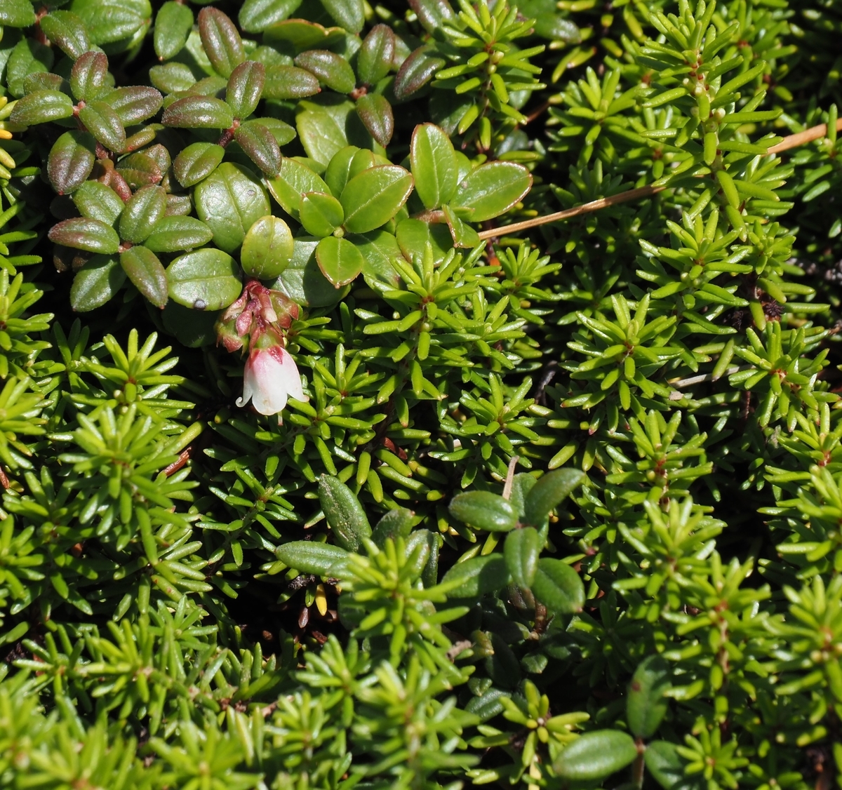f:id:pft78526:20200804071431j:plain