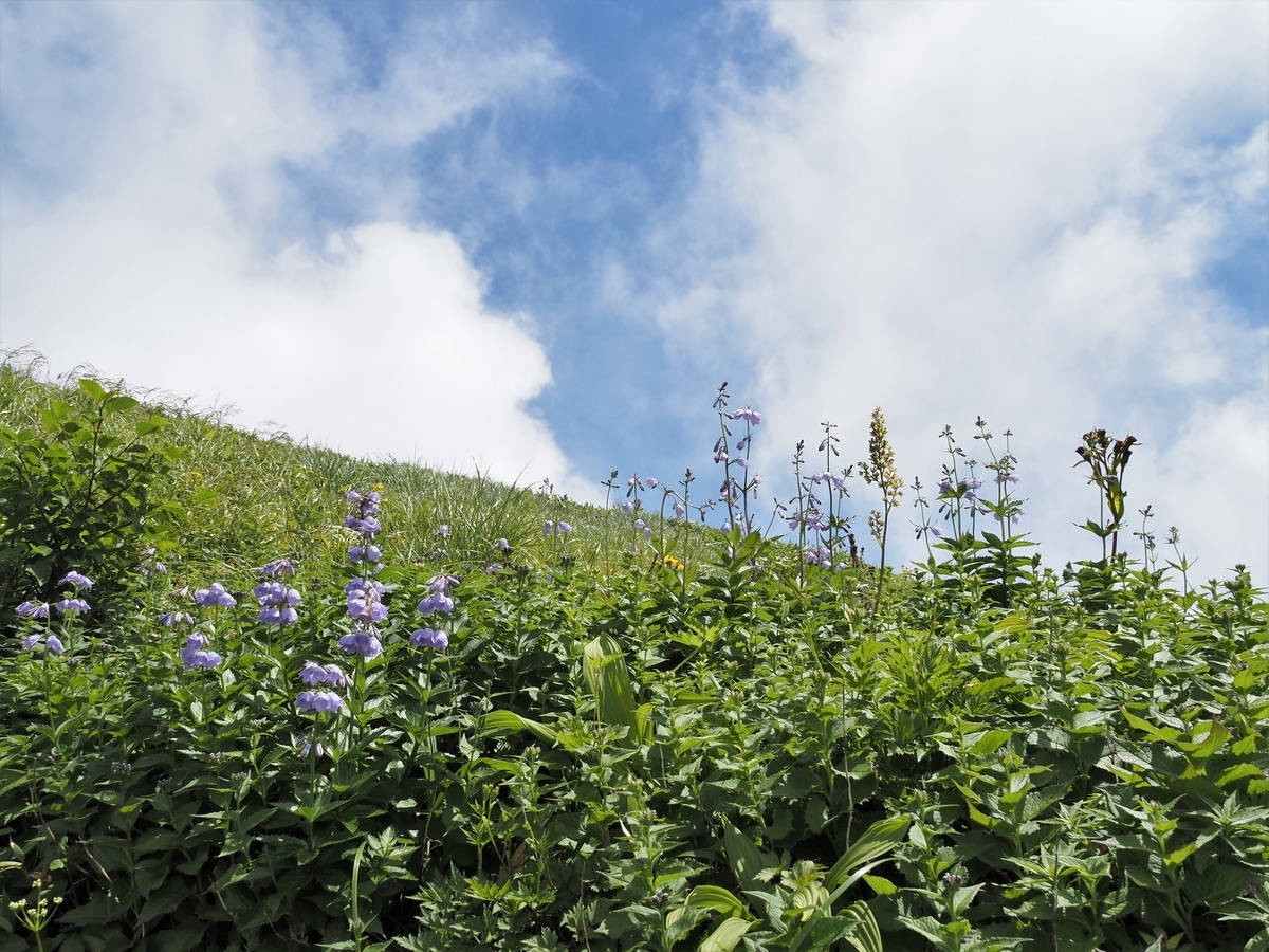 f:id:pft78526:20200804165554j:plain