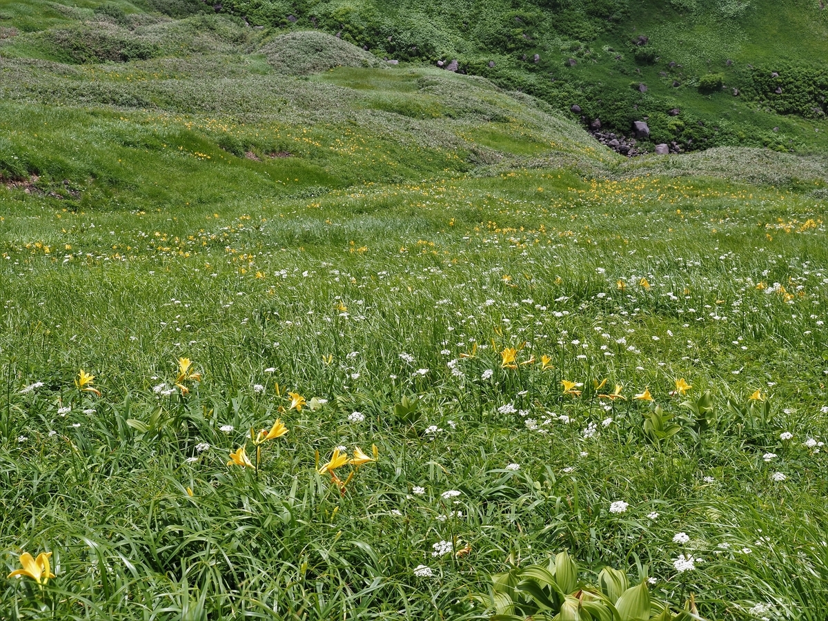 f:id:pft78526:20200804174441j:plain